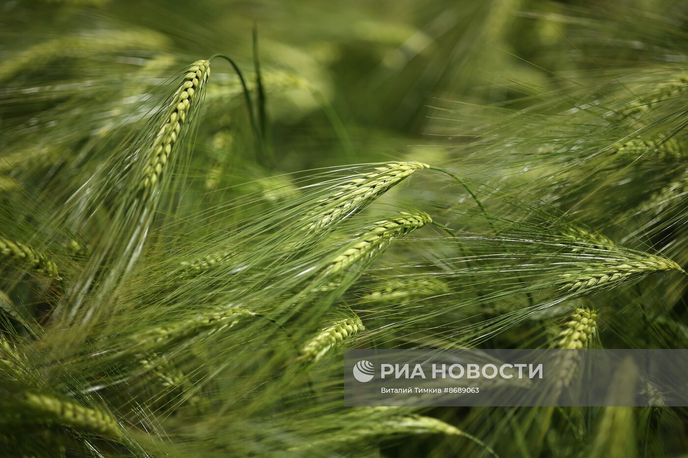 Работа селекционно-семеноводческого центра в Крымске