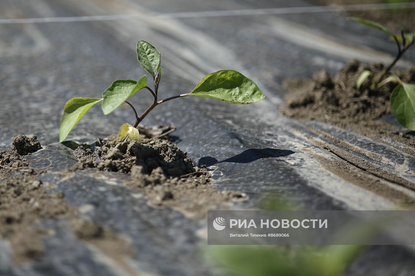 Работа селекционно-семеноводческого центра в Крымске