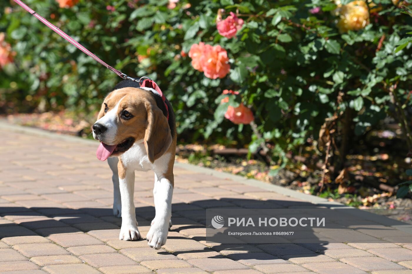 В Сочи в парке "Ривьера" зацвели розы