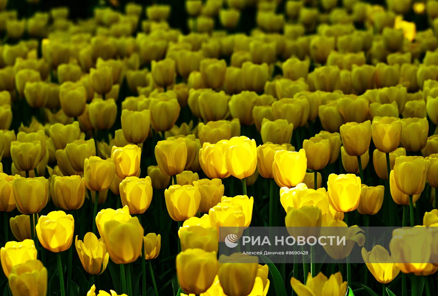 Фестиваль тюльпанов в Санкт-Петербурге