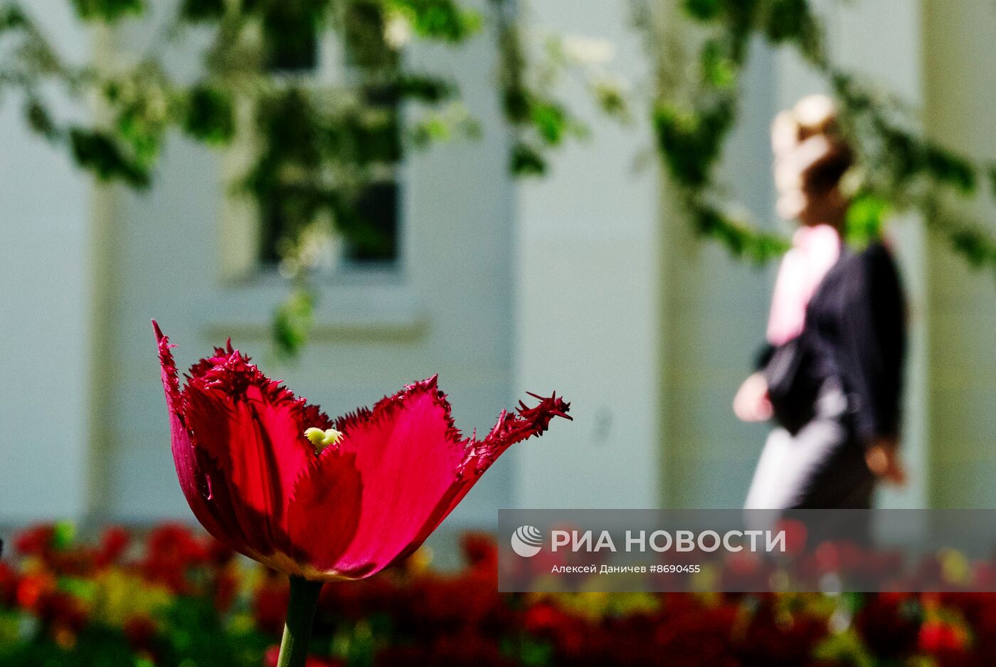 Фестиваль тюльпанов в Санкт-Петербурге