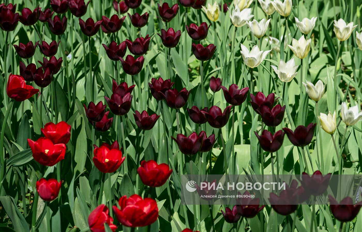 Фестиваль тюльпанов в Санкт-Петербурге