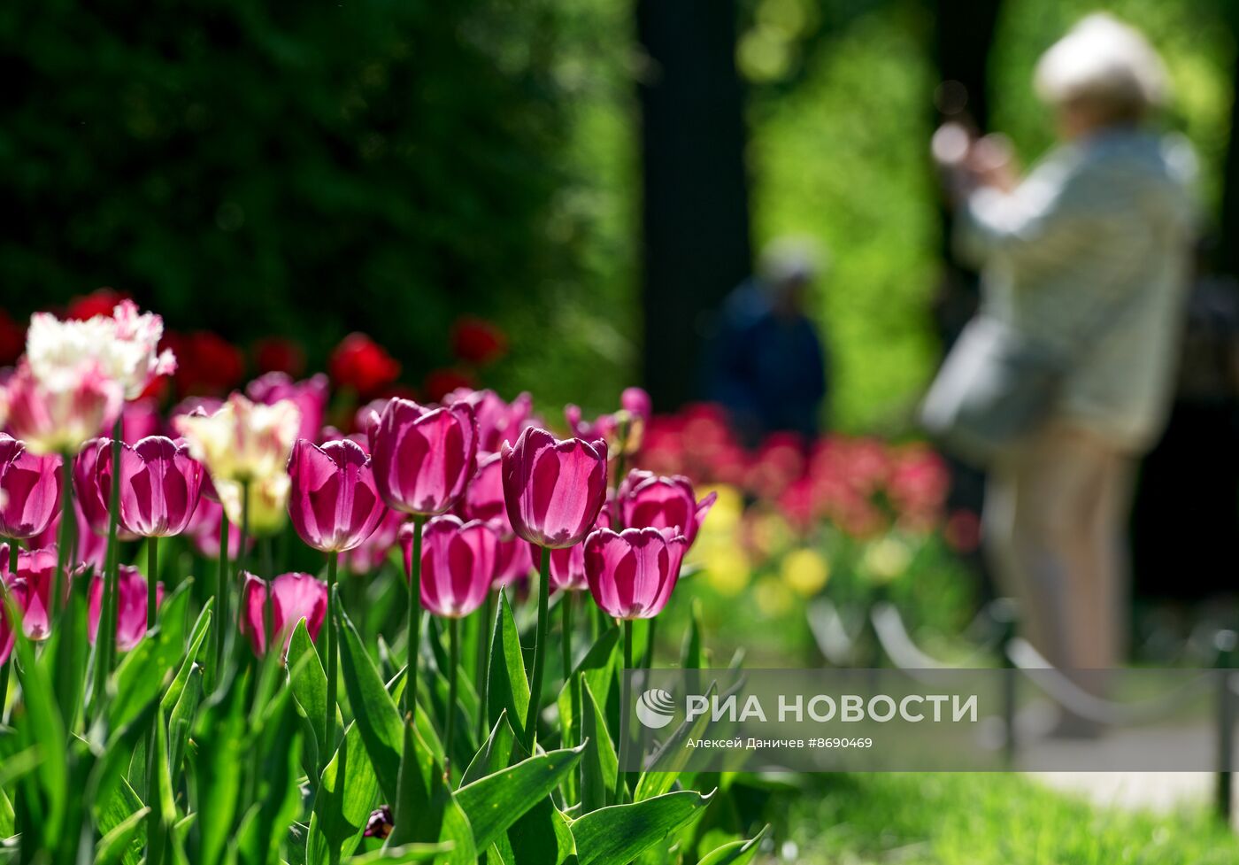 Фестиваль тюльпанов в Санкт-Петербурге