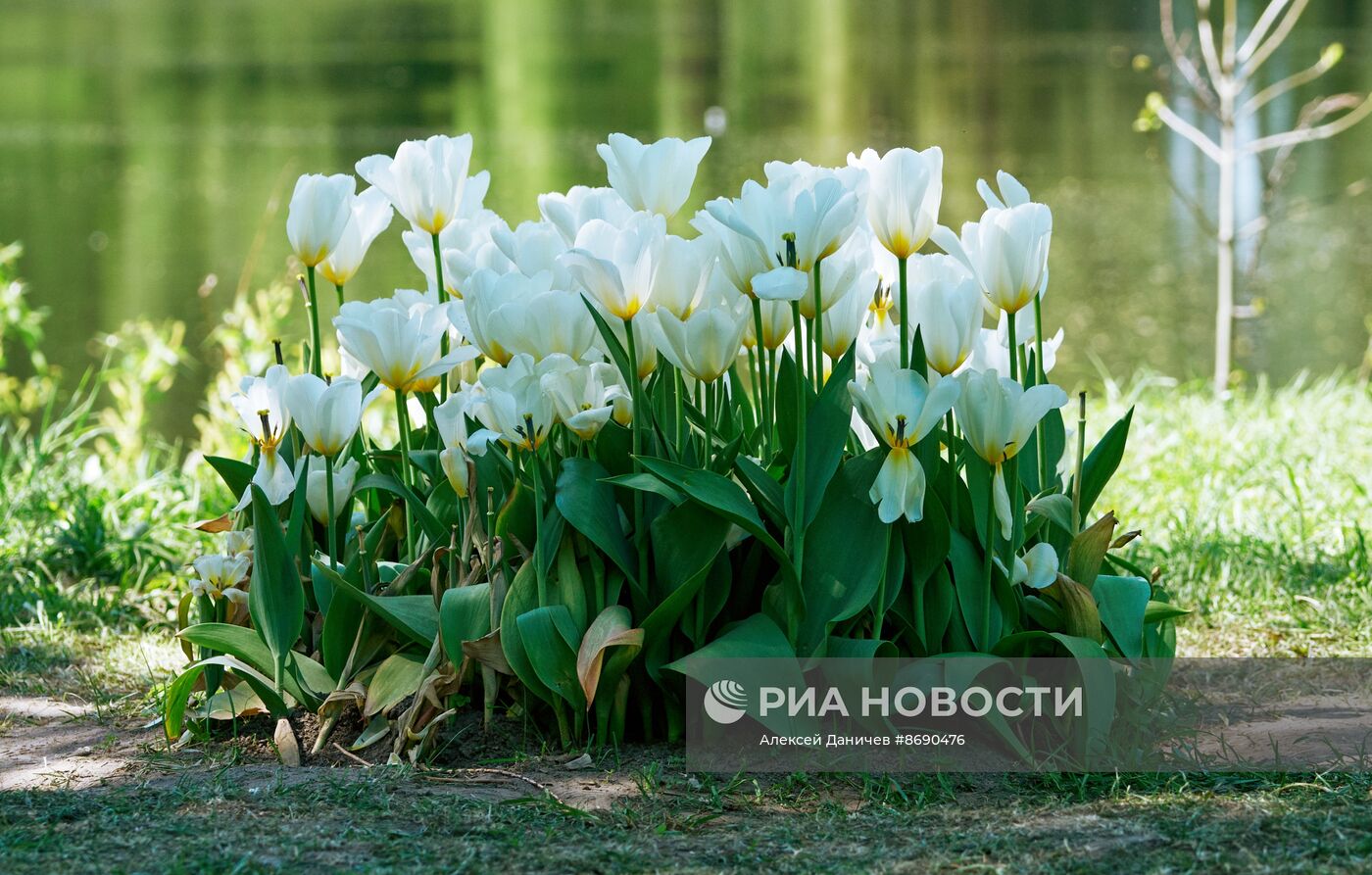 Фестиваль тюльпанов в Санкт-Петербурге