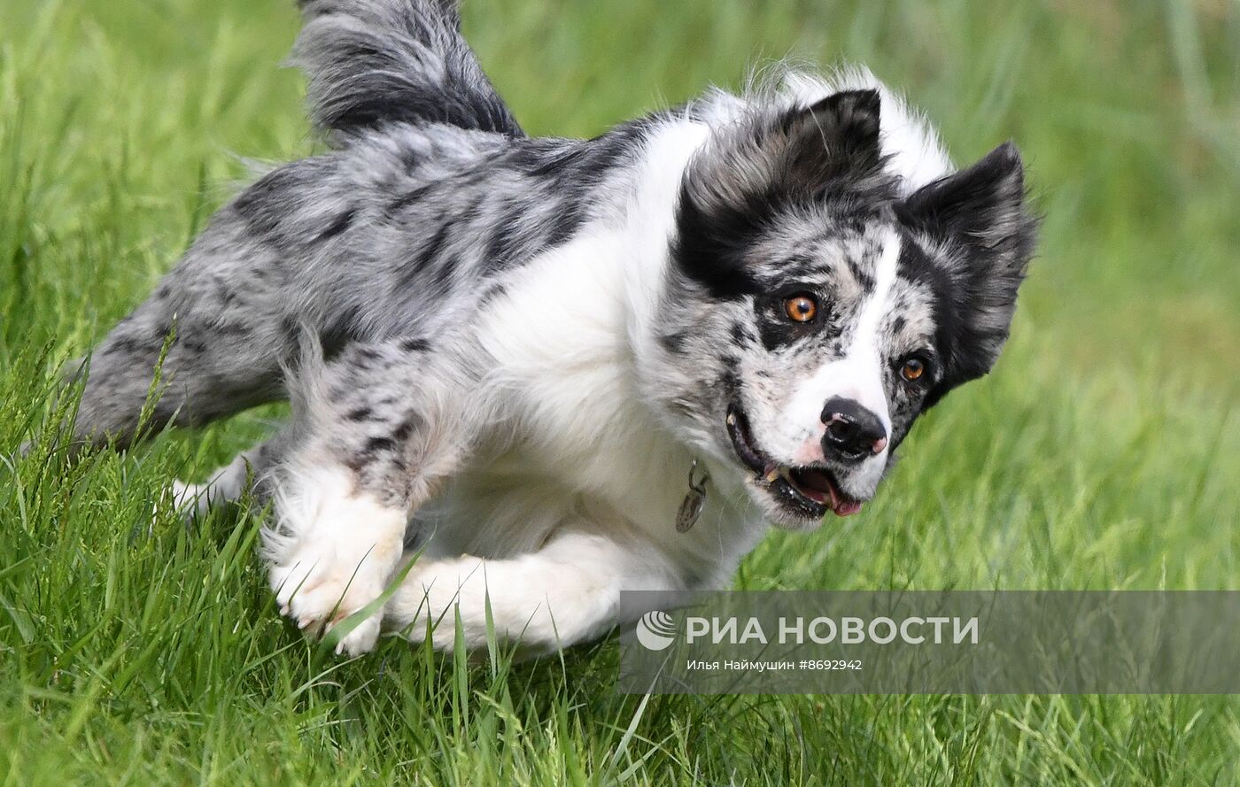 Соревнования "Летающий пёс" в Красноярске