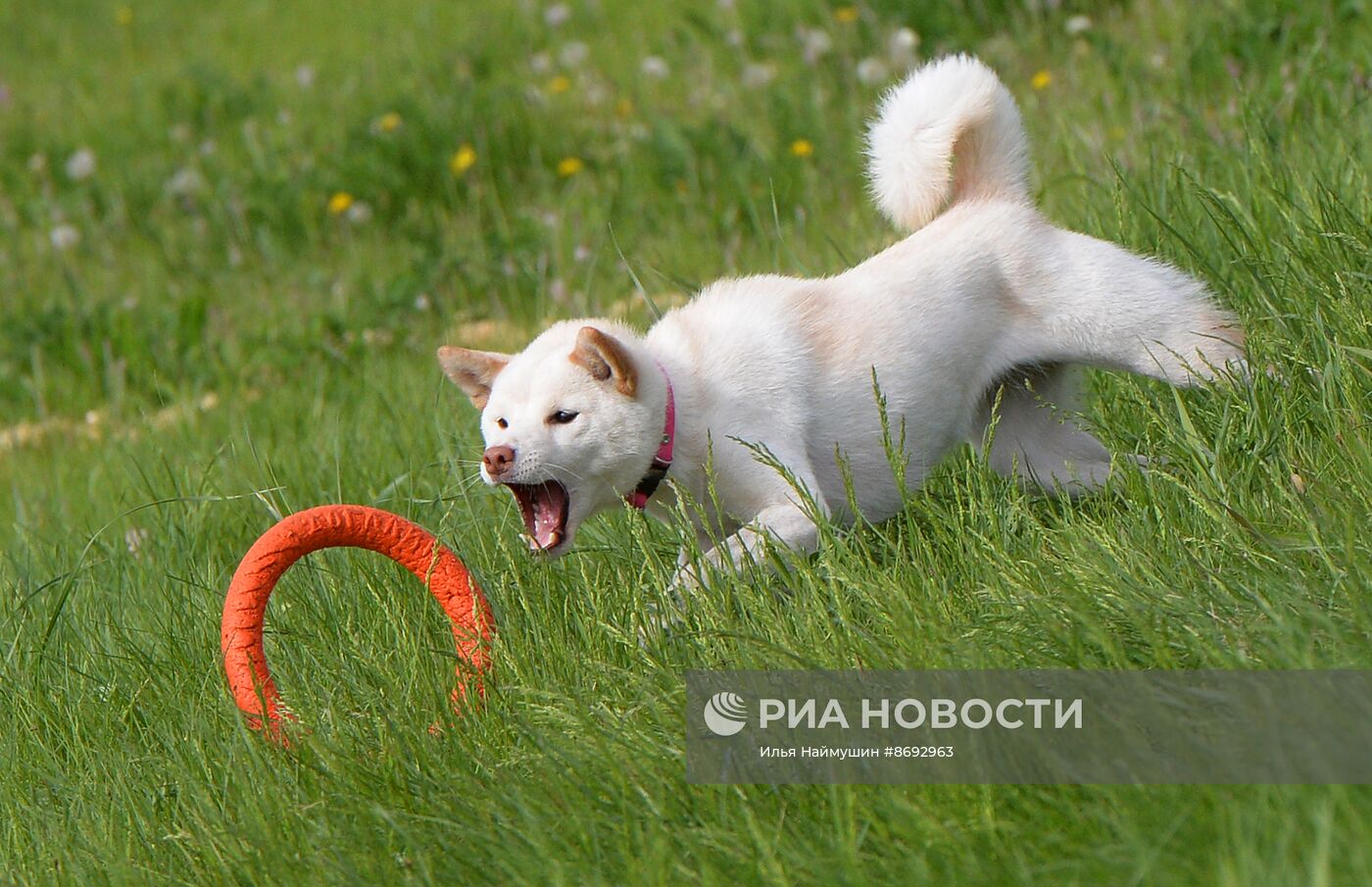 Соревнования "Летающий пёс" в Красноярске