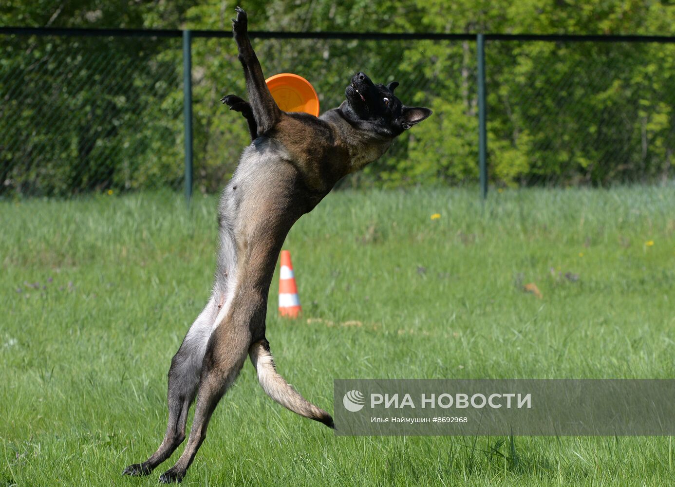 Соревнования "Летающий пёс" в Красноярске