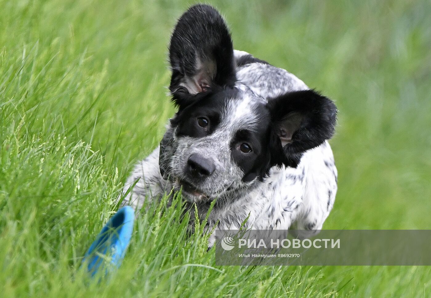 Соревнования "Летающий пёс" в Красноярске