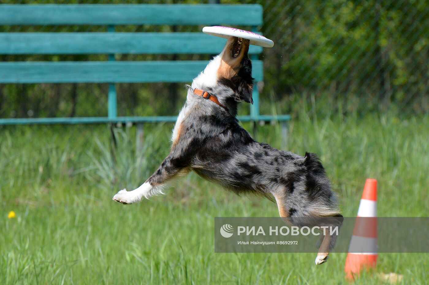 Соревнования "Летающий пёс" в Красноярске