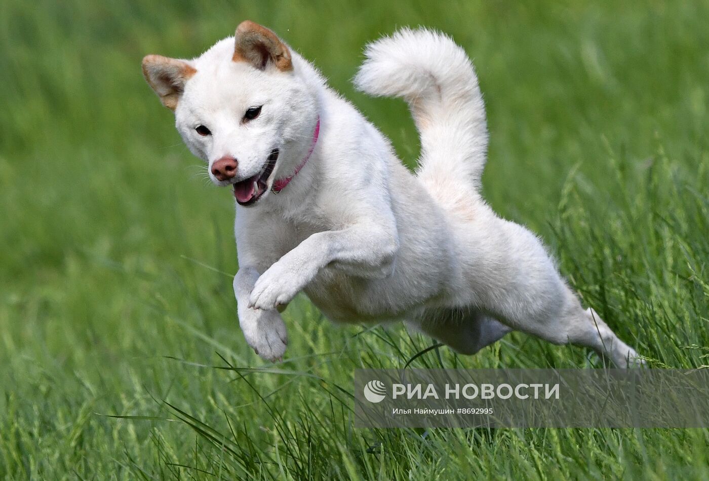 Соревнования "Летающий пёс" в Красноярске