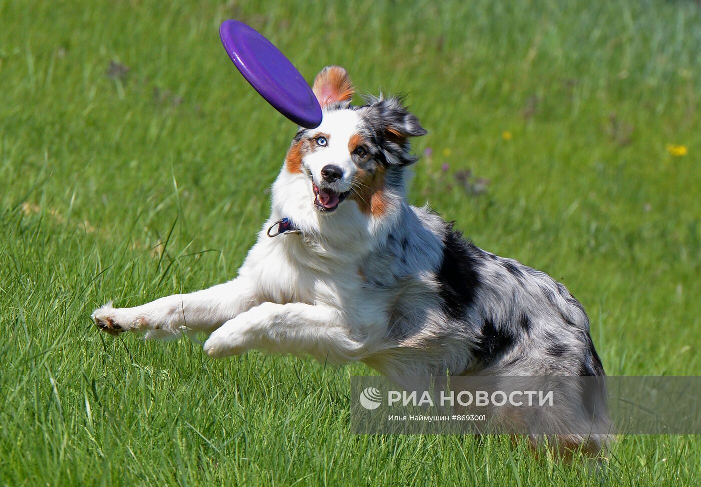 Соревнования "Летающий пёс" в Красноярске