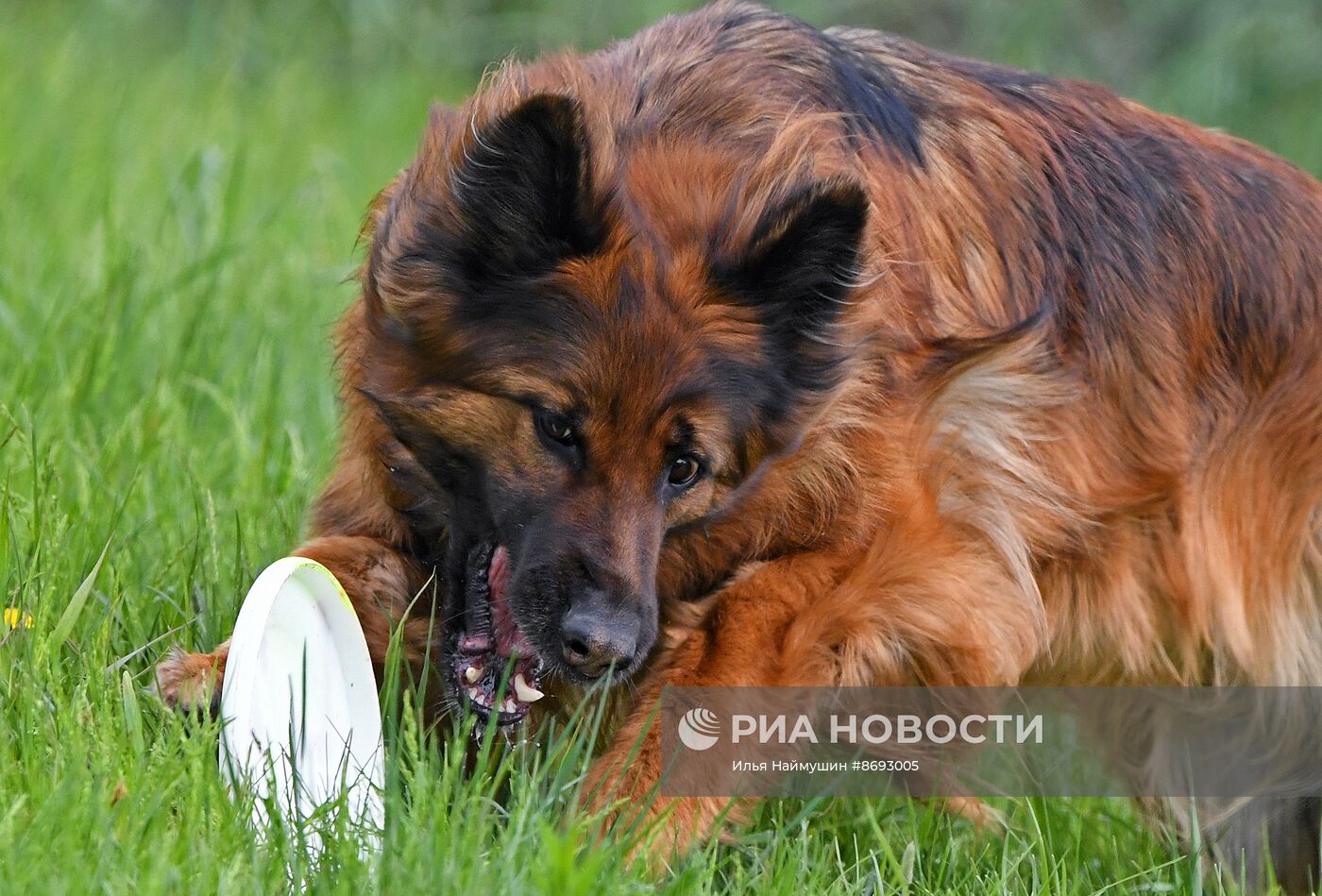 Соревнования "Летающий пёс" в Красноярске