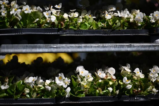 Подготовка цветов для высадки в городские клумбы