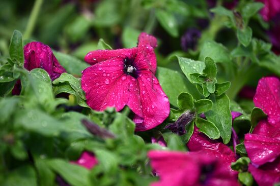 Подготовка цветов для высадки в городские клумбы