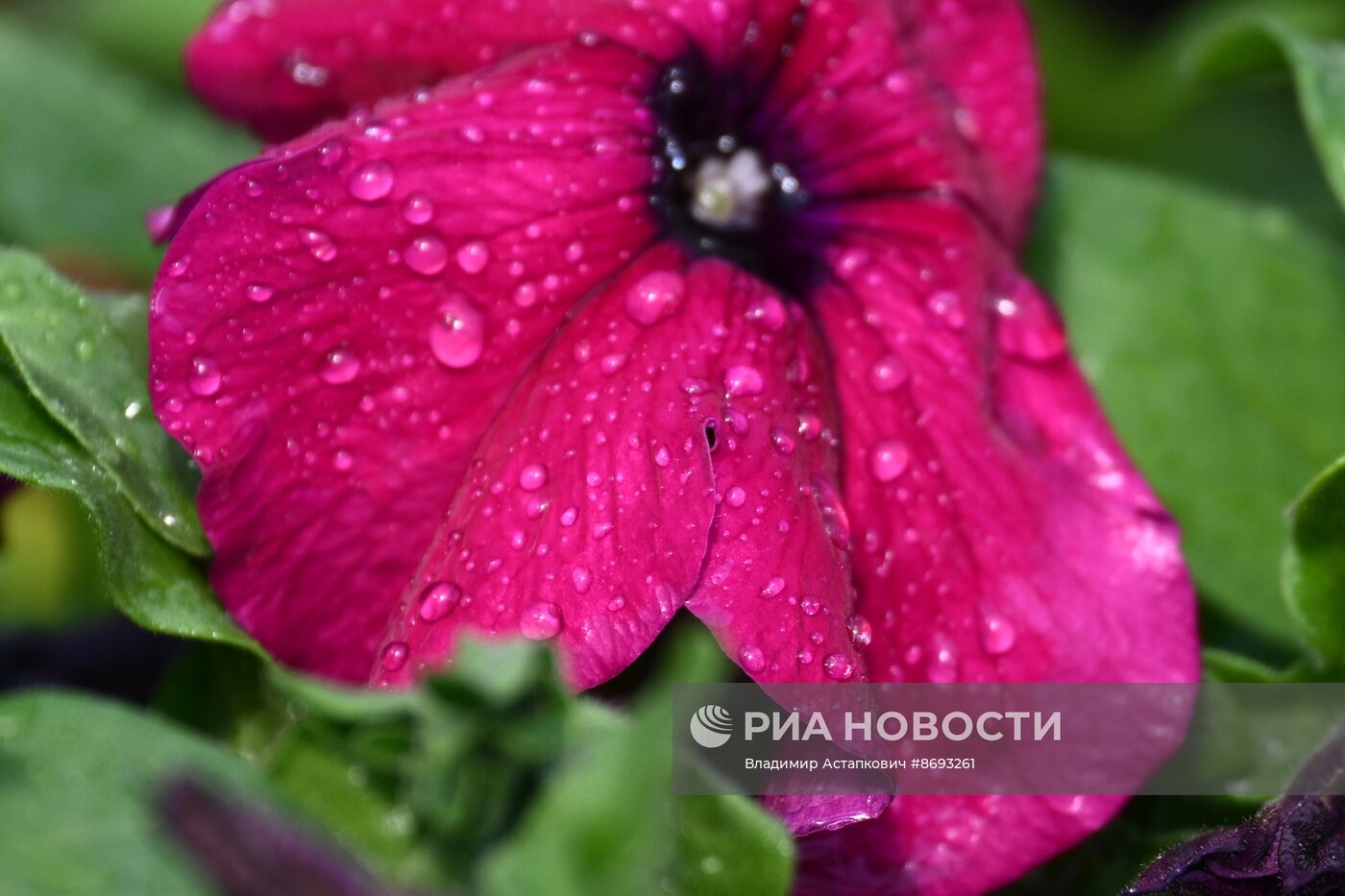 Подготовка цветов для высадки в городские клумбы