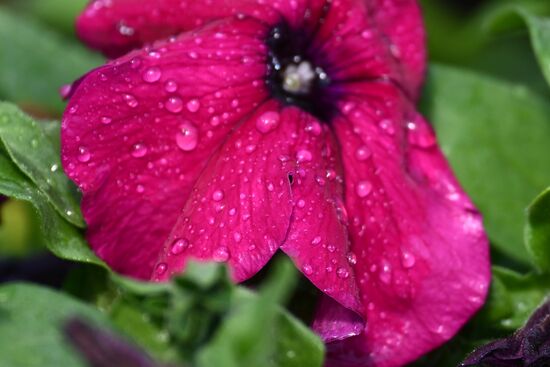 Подготовка цветов для высадки в городские клумбы