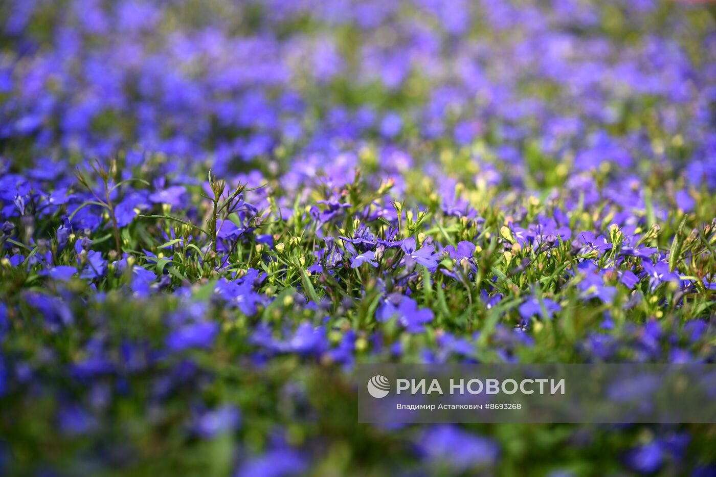 Подготовка цветов для высадки в городские клумбы