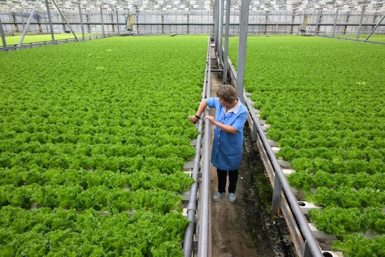 Работа тепличного комплекса в Новосибирской области