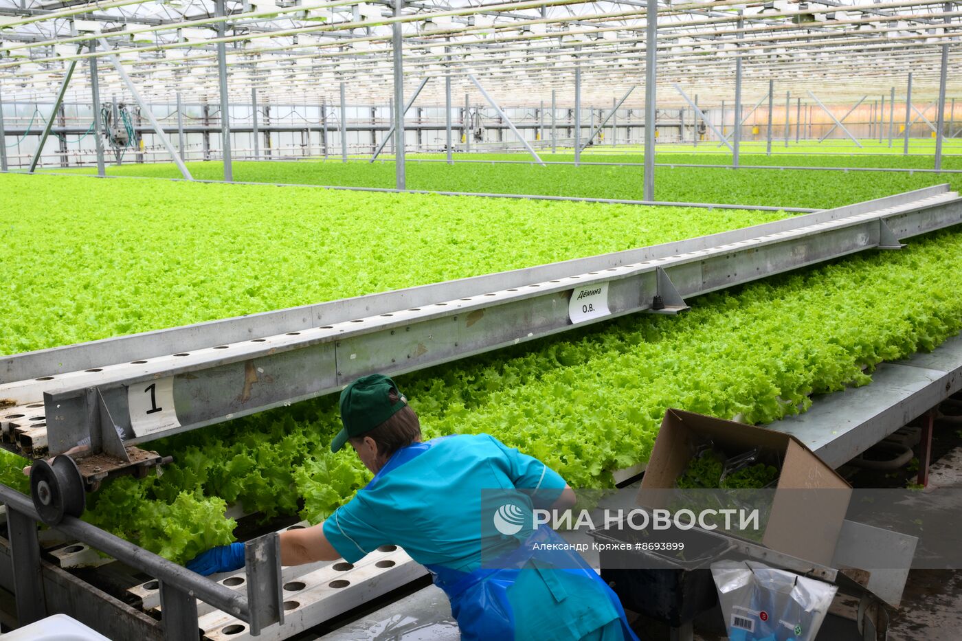 Работа тепличного комплекса в Новосибирской области