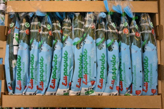 Работа тепличного комплекса в Новосибирской области