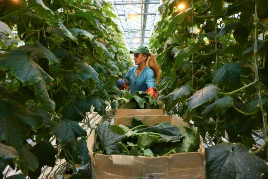Работа тепличного комплекса в Новосибирской области