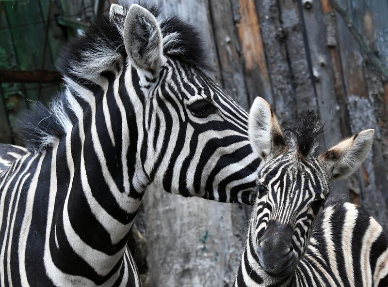 В Приморском зоопарке впервые родилась зебра
