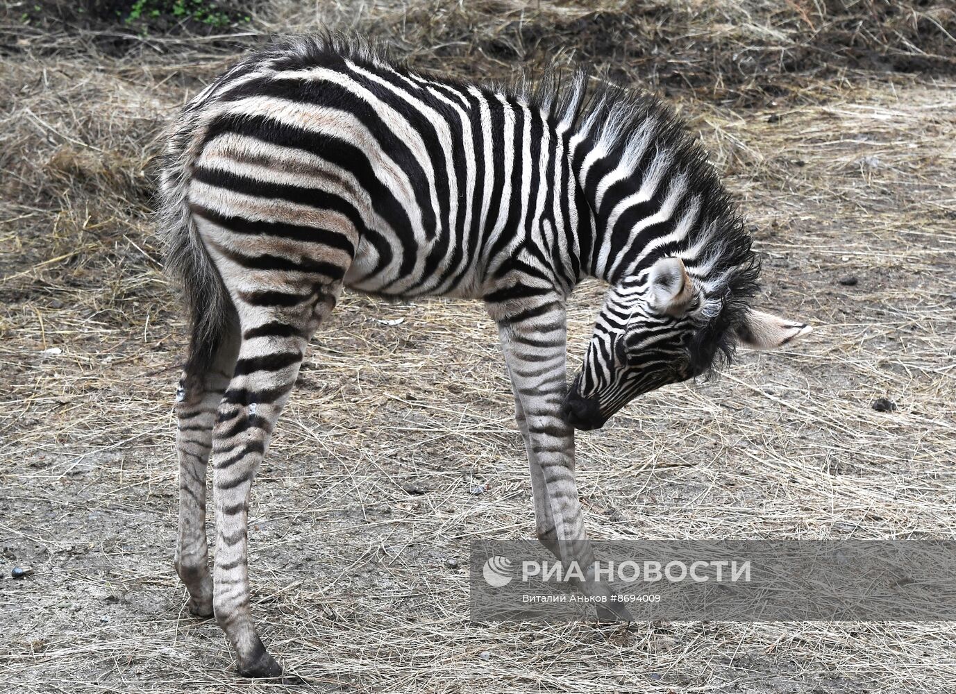 В Приморском зоопарке впервые родилась зебра