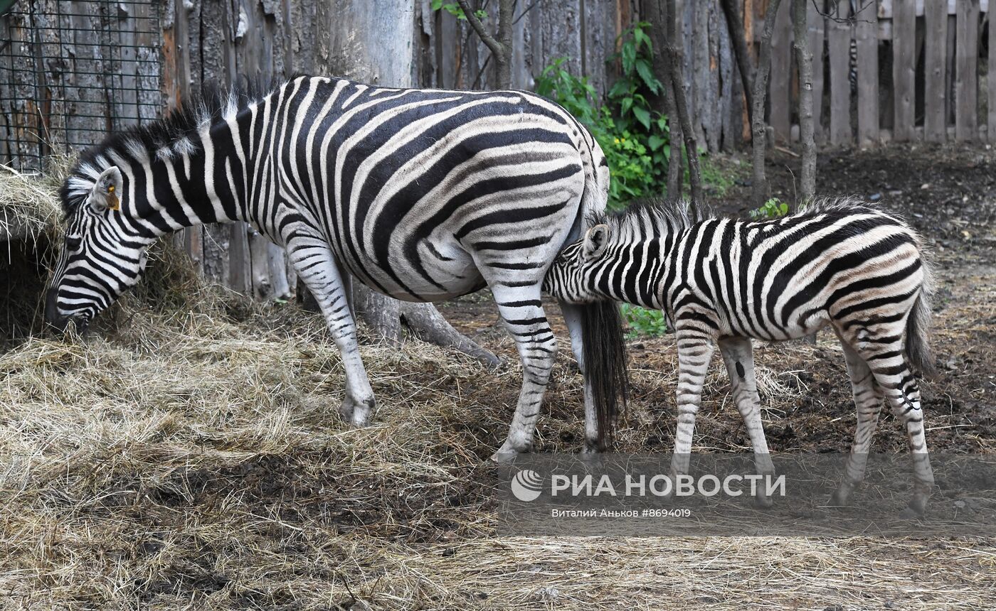 В Приморском зоопарке впервые родилась зебра