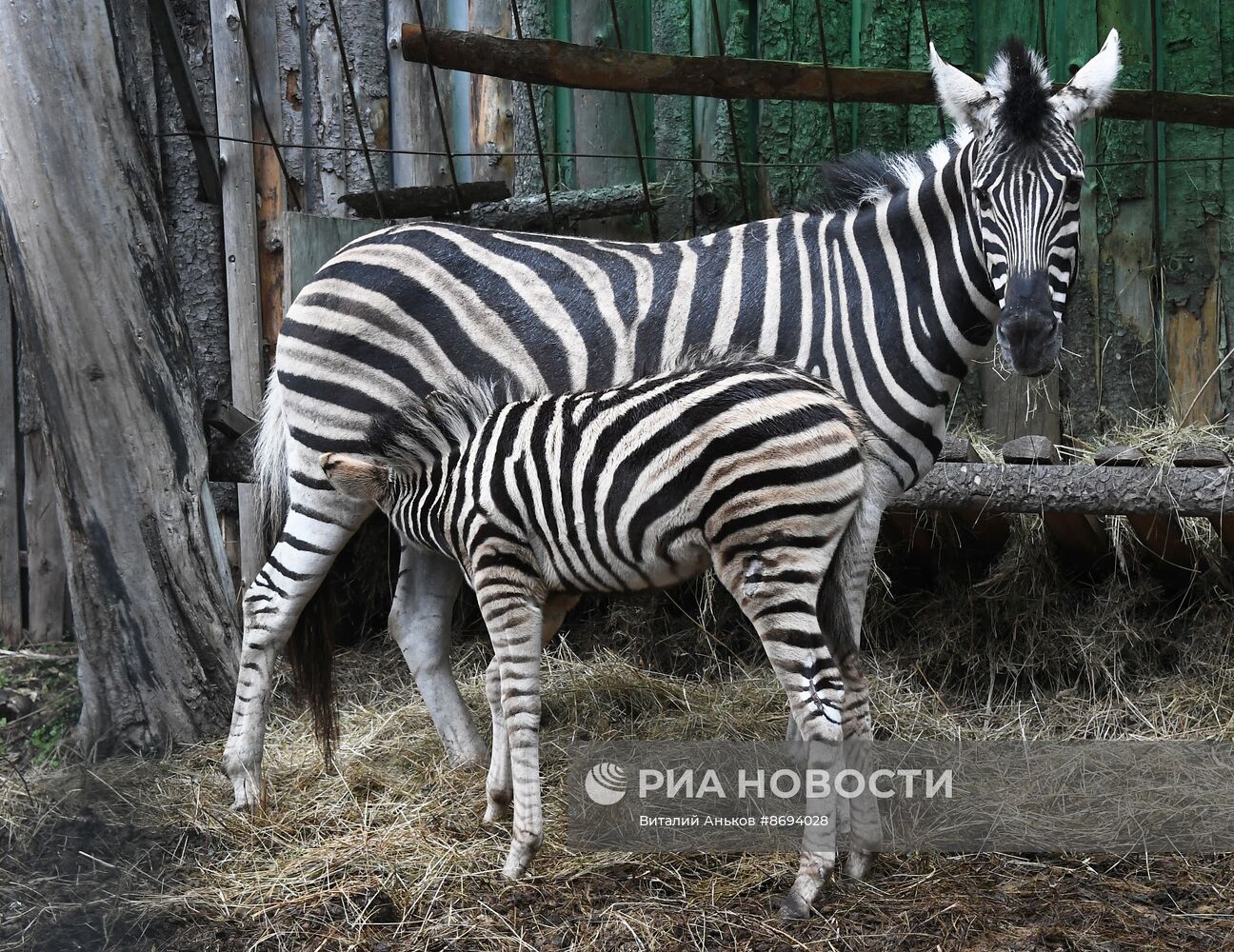 В Приморском зоопарке впервые родилась зебра