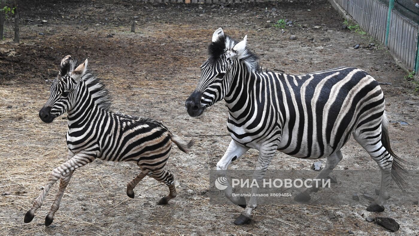 В Приморском зоопарке впервые родилась зебра