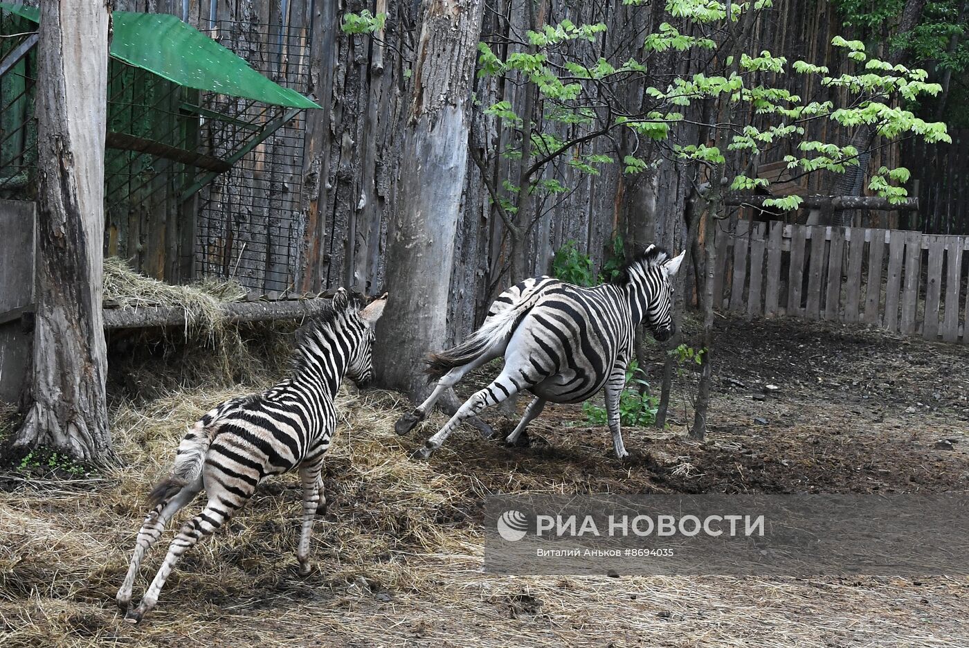 В Приморском зоопарке впервые родилась зебра