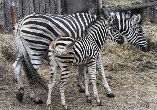 В Приморском зоопарке впервые родилась зебра