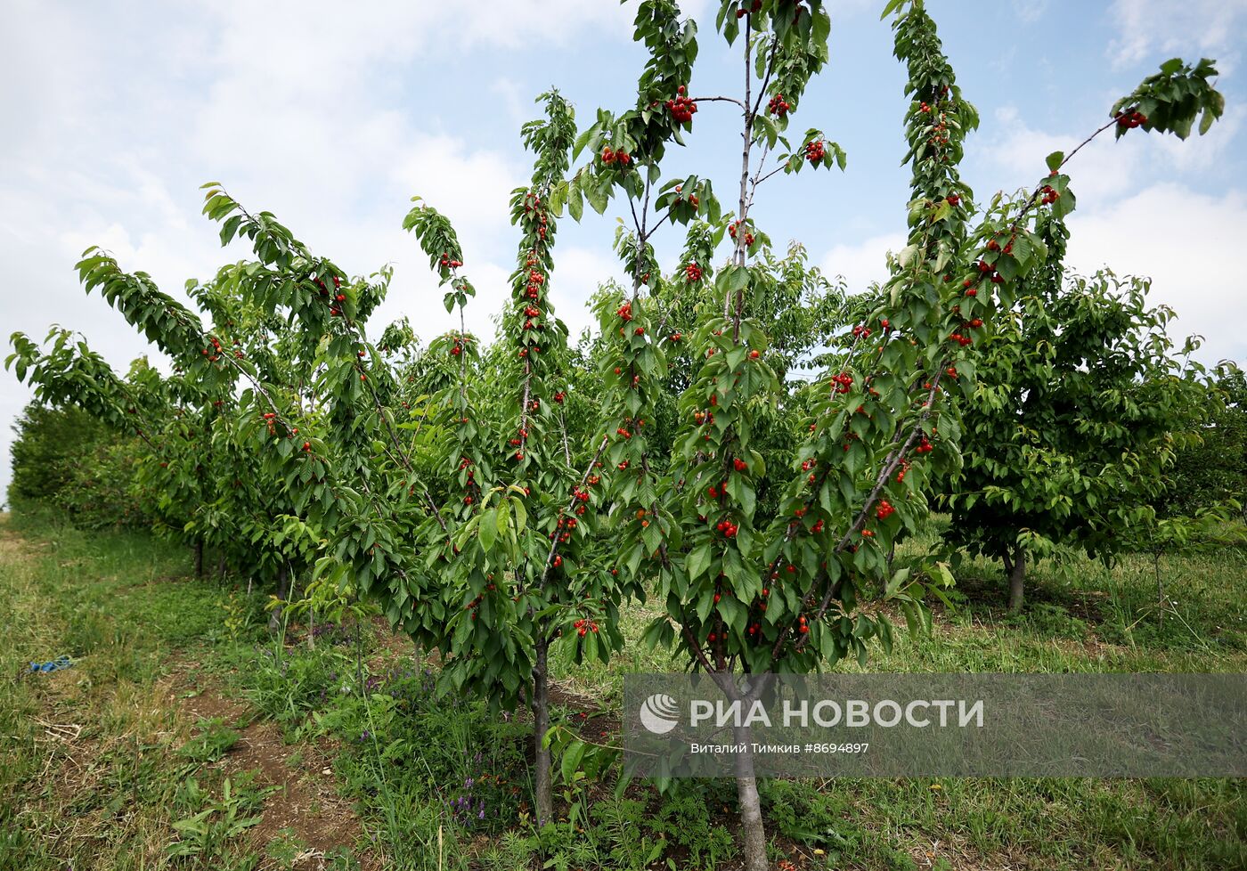 Сбор урожая черешни в Краснодарском крае