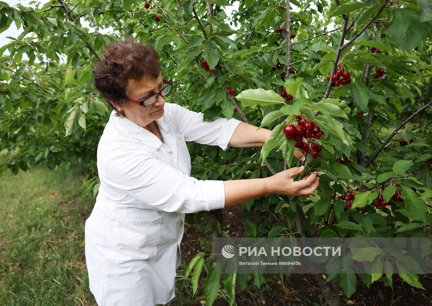 Сбор урожая черешни в Краснодарском крае