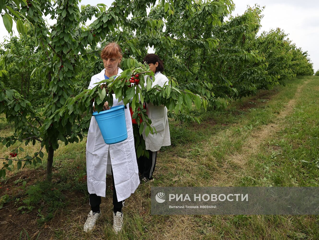 Сбор урожая черешни в Краснодарском крае