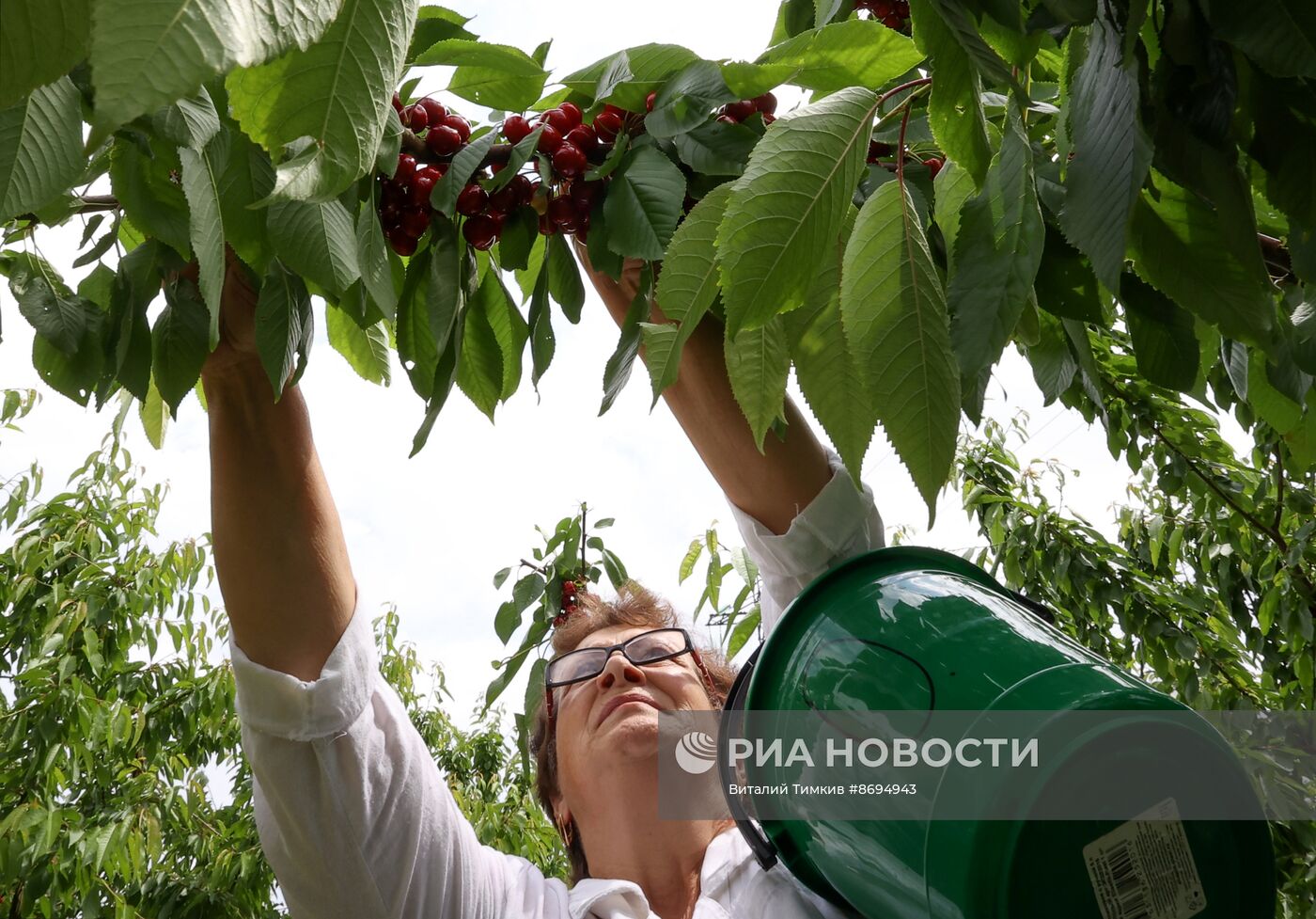 Сбор урожая черешни в Краснодарском крае