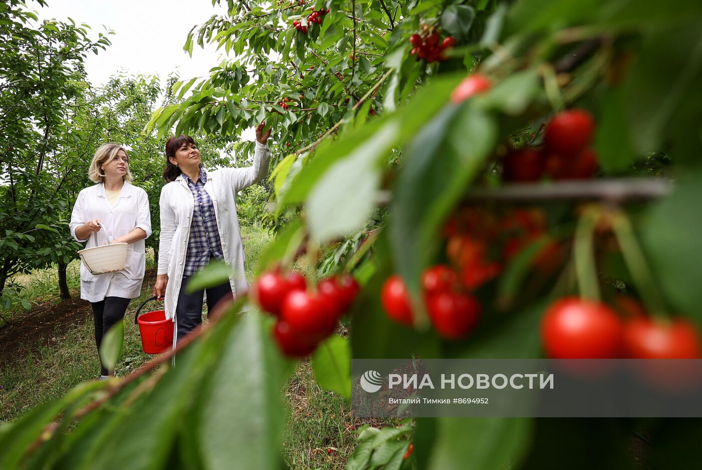 Сбор урожая черешни в Краснодарском крае