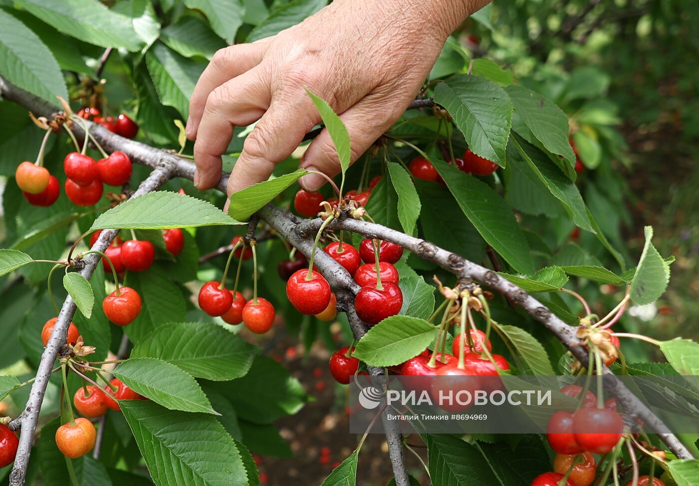 Сбор урожая черешни в Краснодарском крае