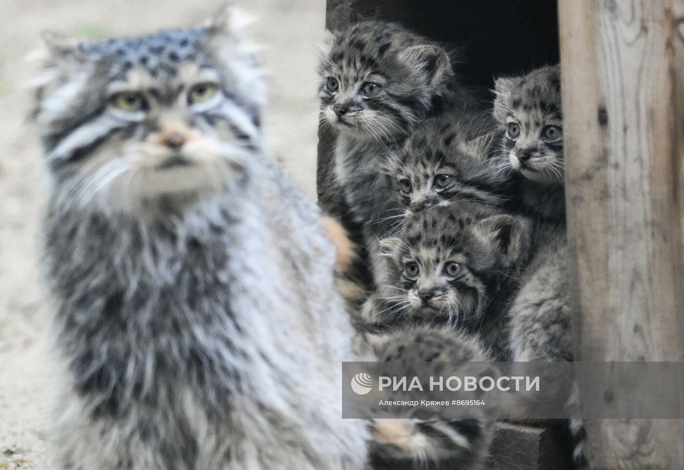 В Новосибирском зоопарке родились 12 манулов