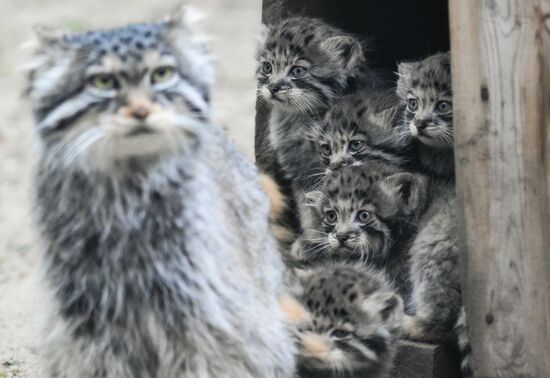 В Новосибирском зоопарке родились 12 манулов