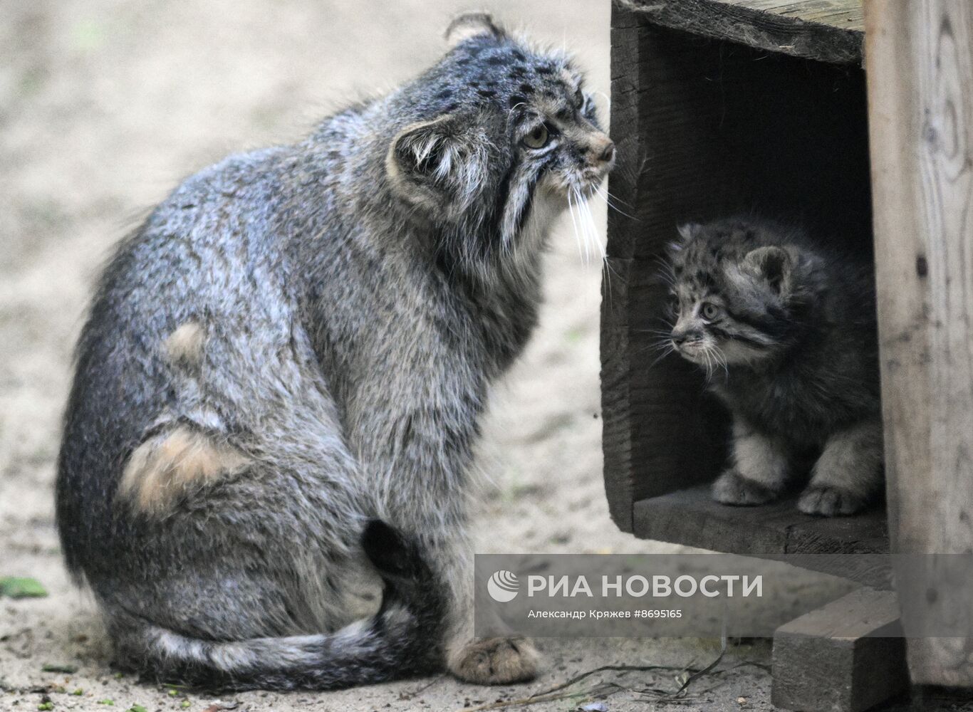 В Новосибирском зоопарке родились 12 манулов