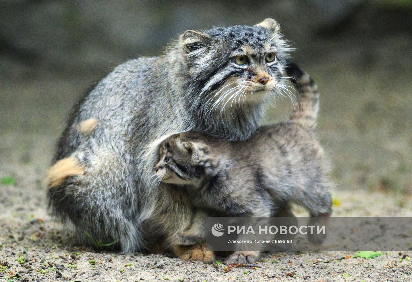 В Новосибирском зоопарке родились 12 манулов