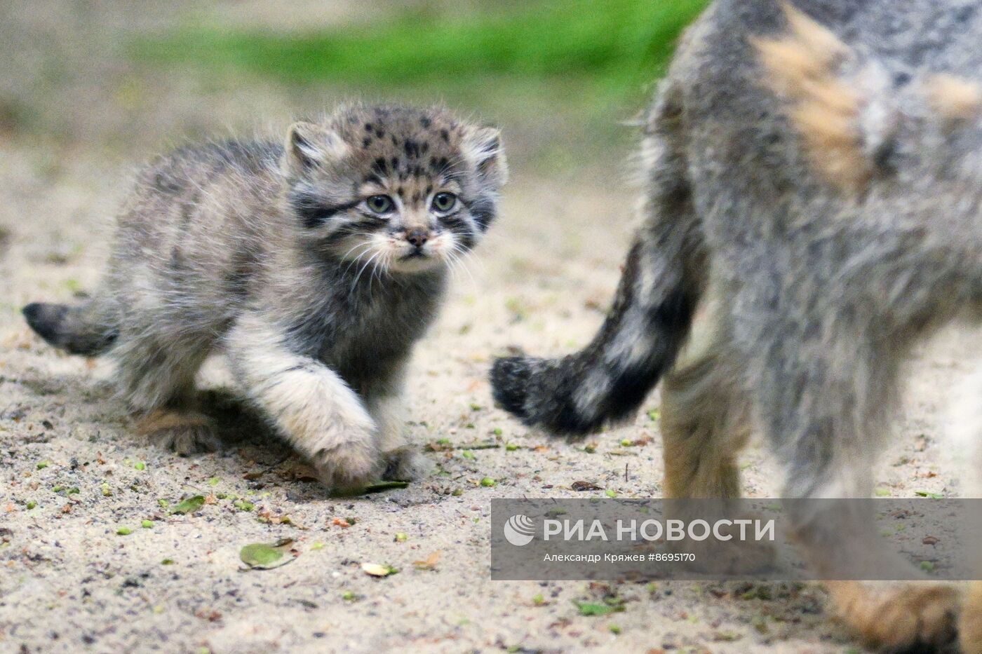 В Новосибирском зоопарке родились 12 манулов