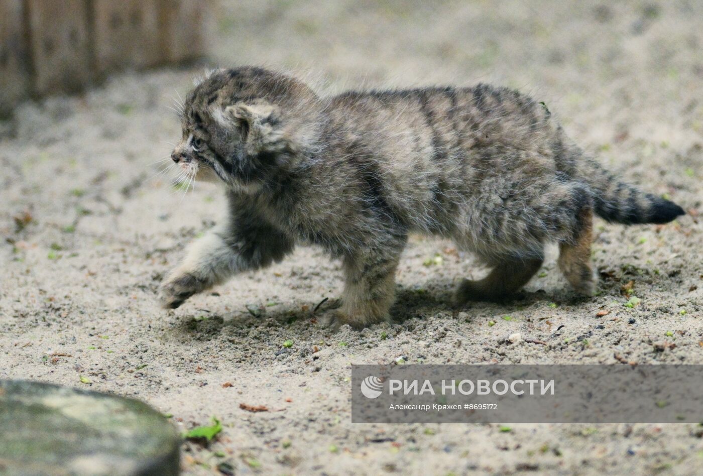 В Новосибирском зоопарке родились 12 манулов