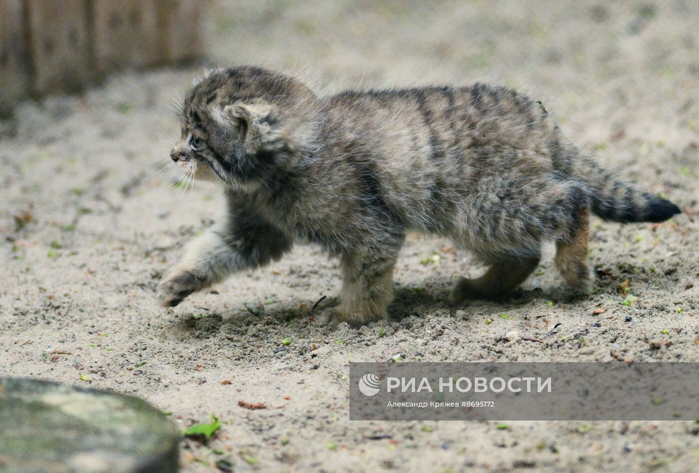 В Новосибирском зоопарке родились 12 манулов