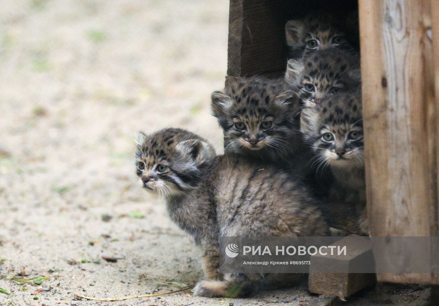 В Новосибирском зоопарке родились 12 манулов