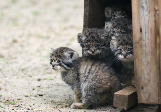 В Новосибирском зоопарке родились 12 манулов