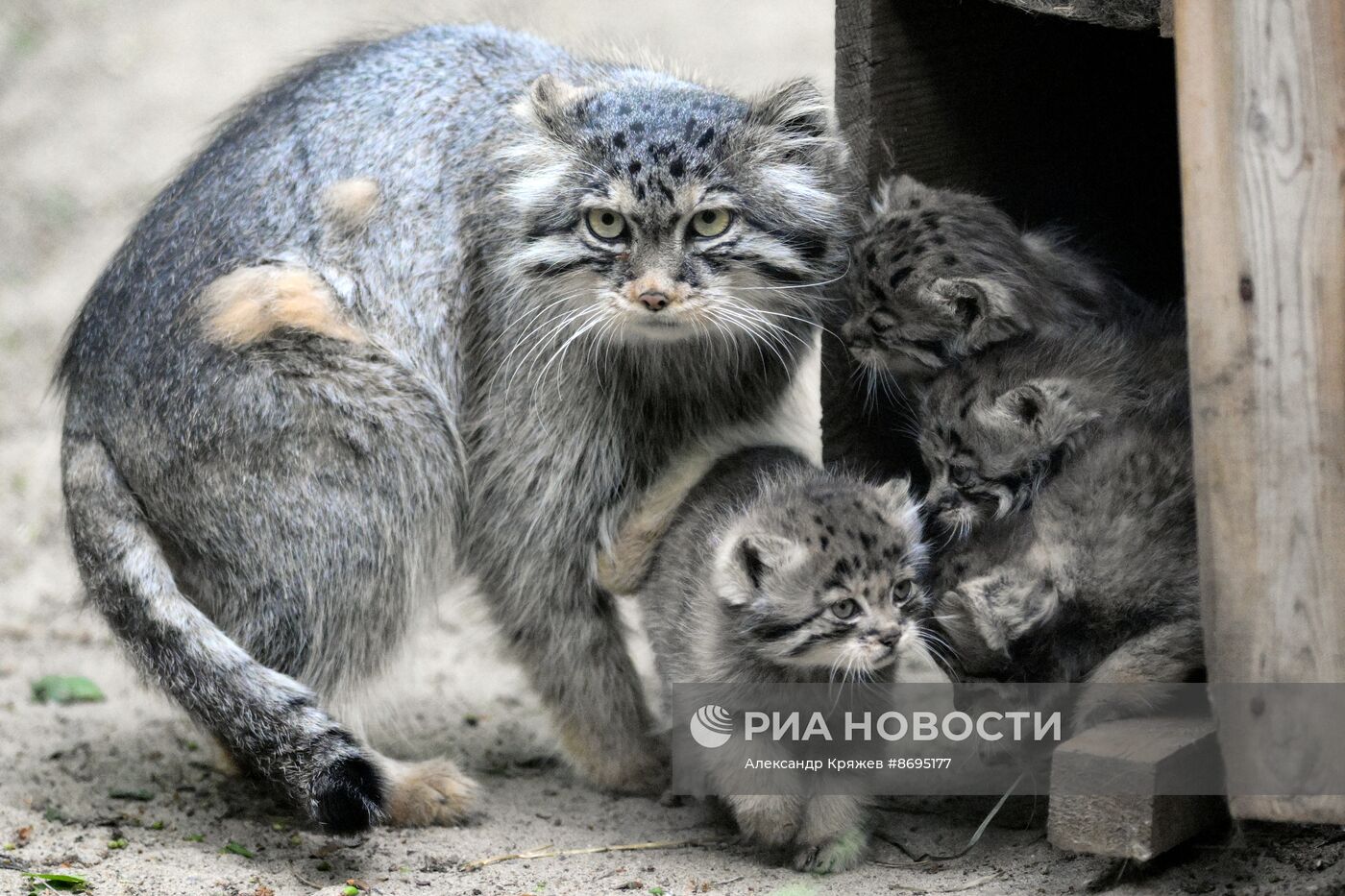 В Новосибирском зоопарке родились 12 манулов