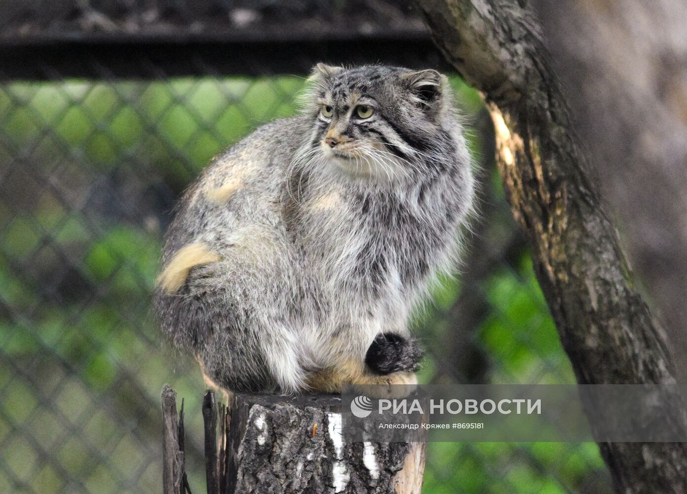 В Новосибирском зоопарке родились 12 манулов