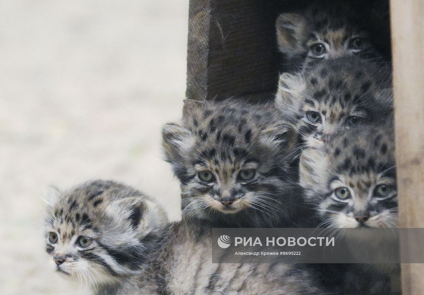 В Новосибирском зоопарке родились 12 манулов